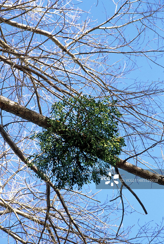 槲寄生图片素材