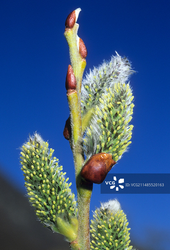 雌性银柳花序图片素材