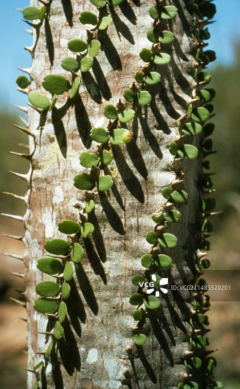 长着叶子和尖刺的章鱼树图片素材