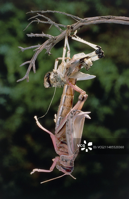 沙漠蝗虫群居型态的变态图片素材