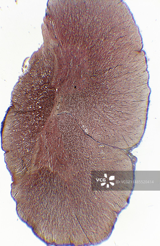 人类脊髓切片的显微镜图图片素材