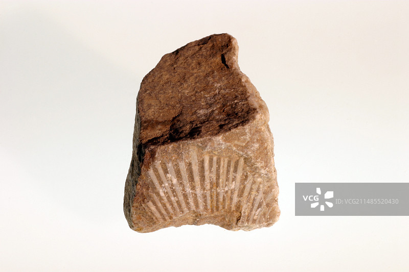 石灰石化石图片素材