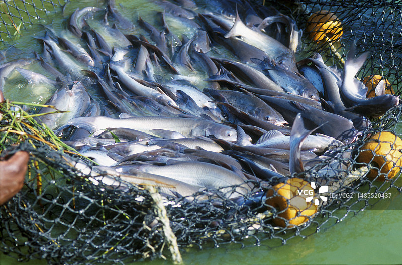 网纹鲶鱼图片素材