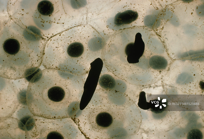 青蛙卵图片素材