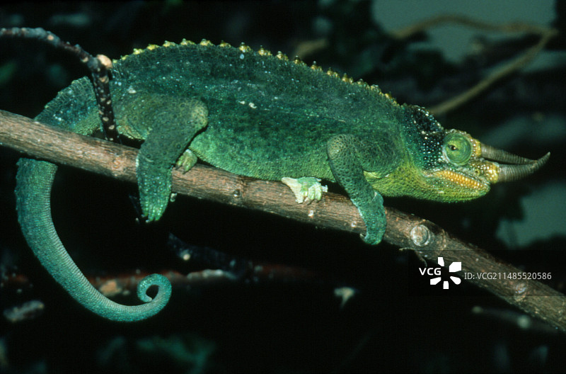 雄性三角变色龙图片素材