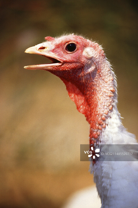 雌性火鸡图片素材