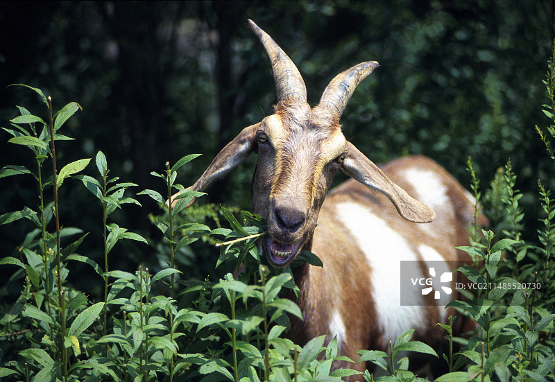山羊图片素材