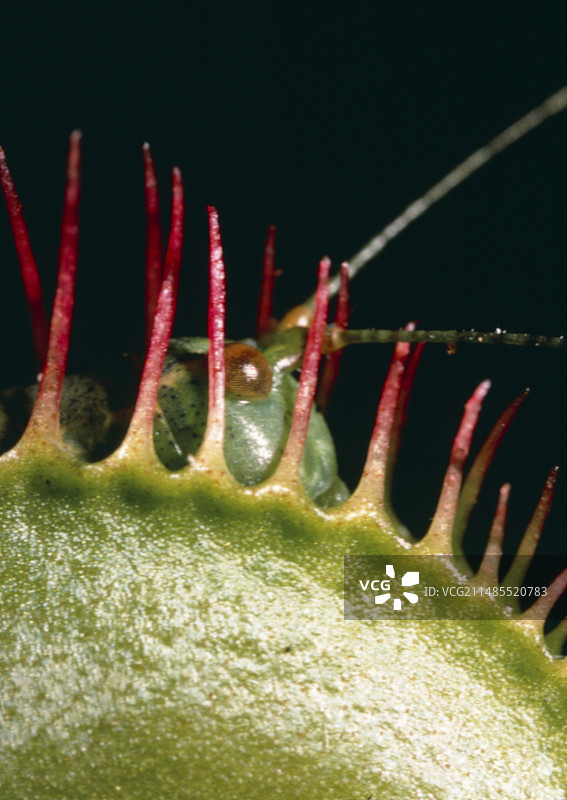 捕蝇草植物的微距照片图片素材