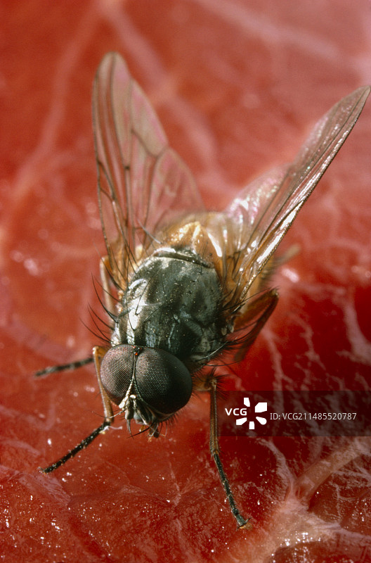 杂色食蚜蝇雄性图片素材