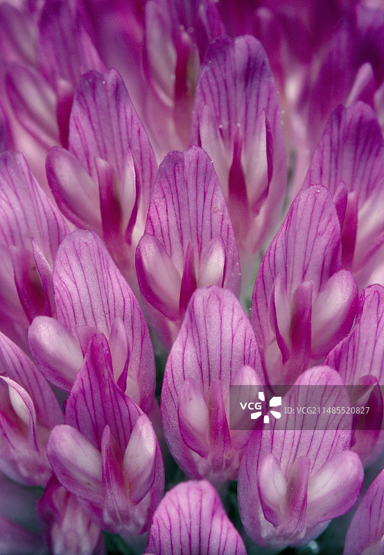 三叶草花，车轴草图片素材