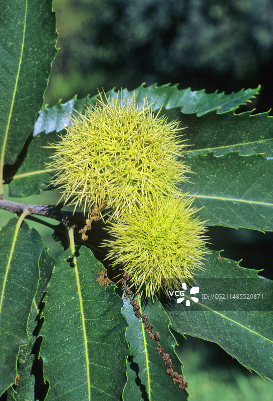 甜栗子（板栗）图片素材