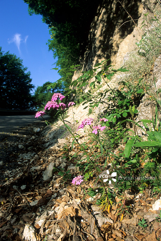 千金子（伊比利亚风铃草）图片素材
