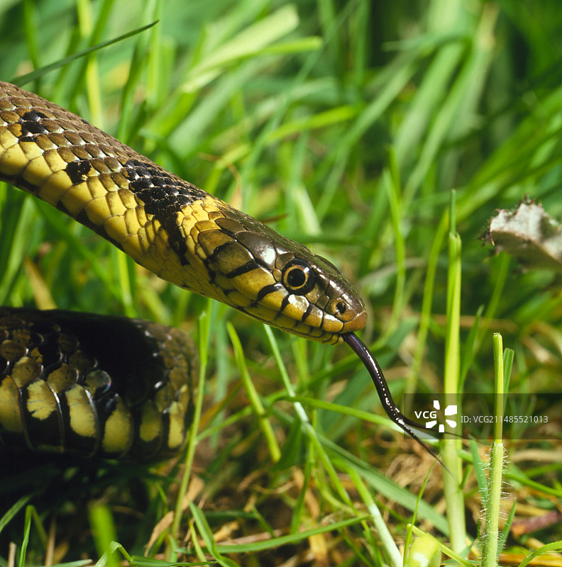 草游蛇头部图片素材
