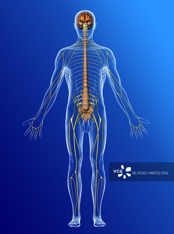 神经系统图片素材