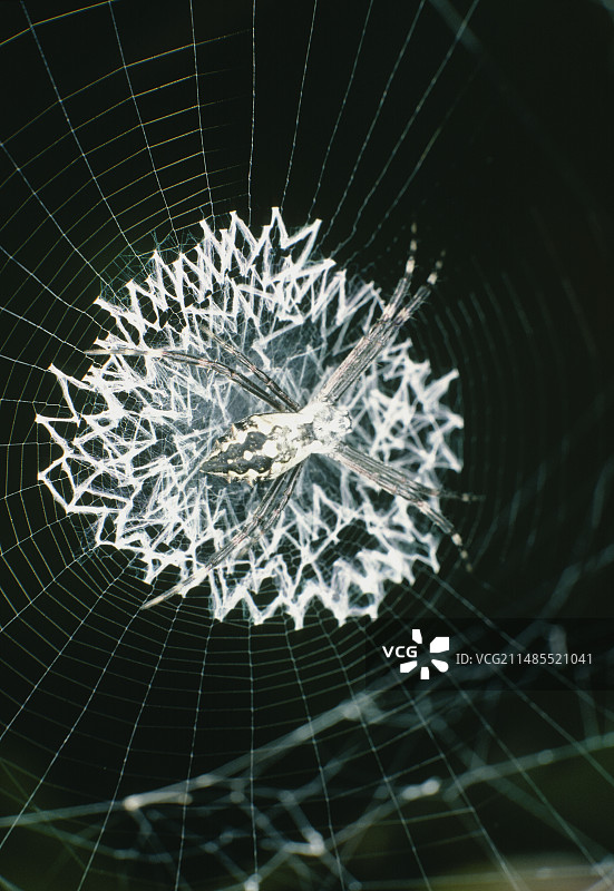横纹金蛛蛛网中心图片素材