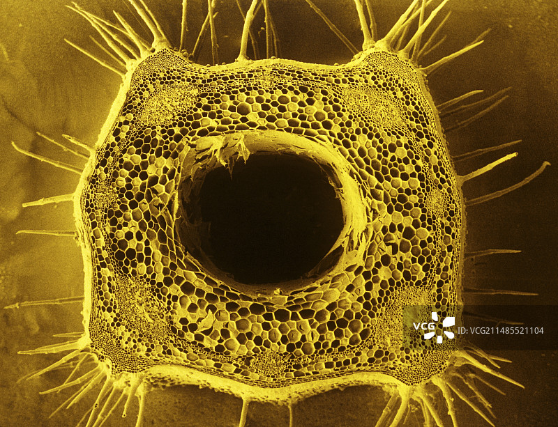 白色荨麻茎图片素材