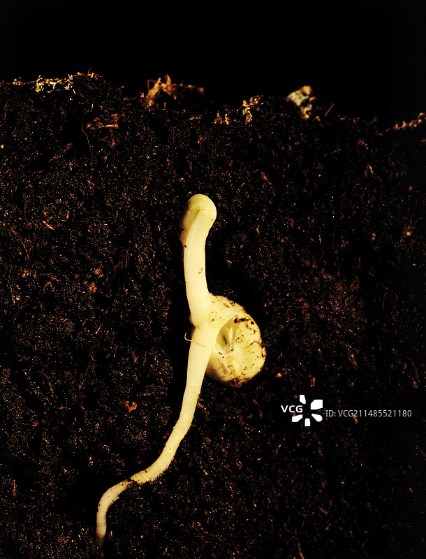 泥炭中豌豆种子的发芽图片素材