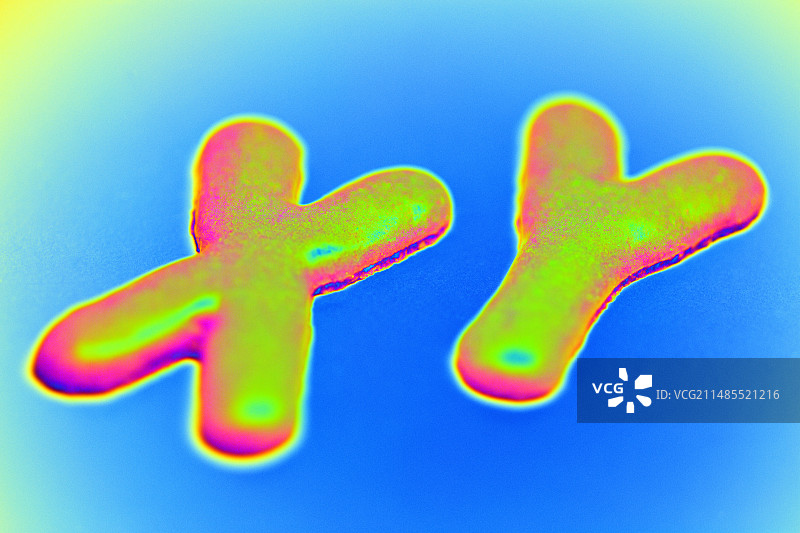 男性染色体图片素材