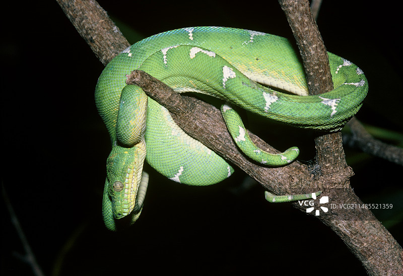 翠绿树蟒图片素材
