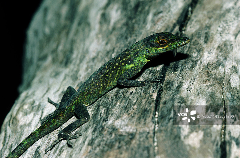 变色蜥蜴图片素材