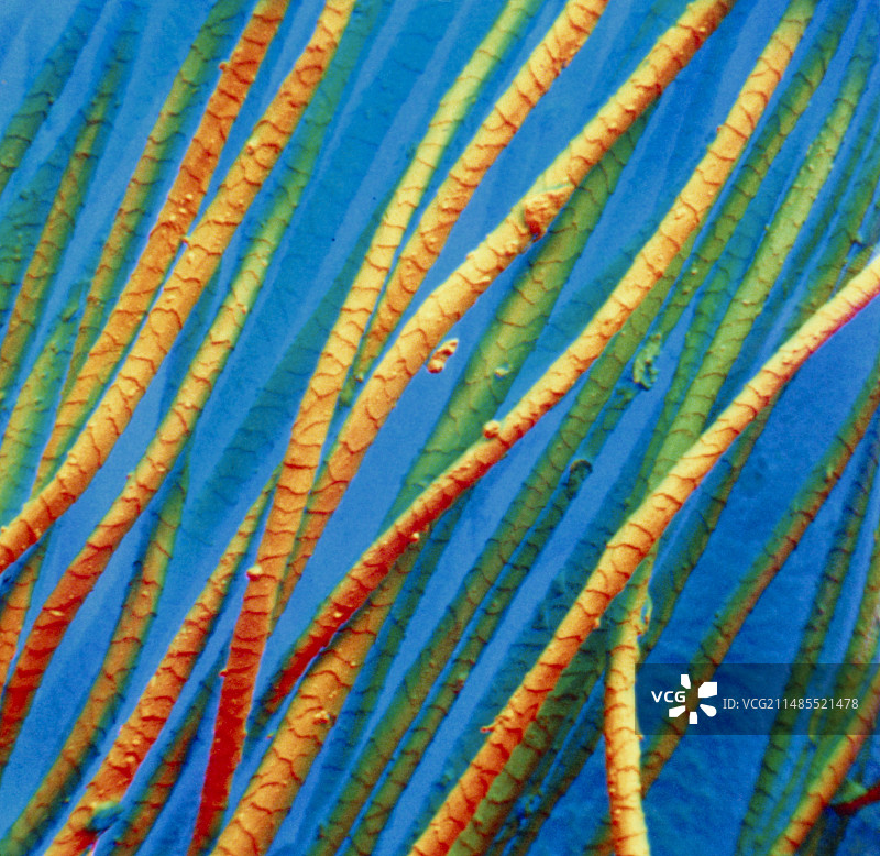 美利奴绵羊毛股的伪彩色扫描电镜图图片素材