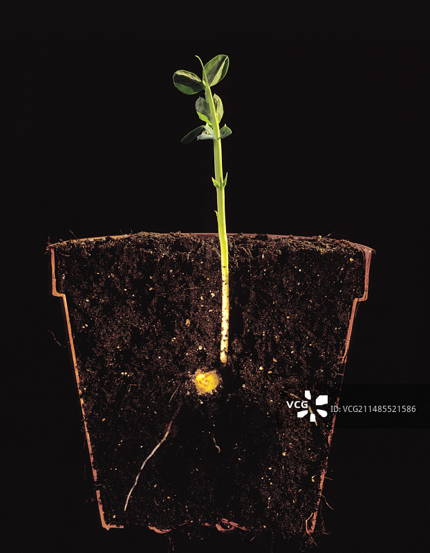 豌豆幼苗图片素材