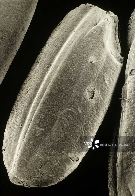 糙米谷粒的SEM照片图片素材