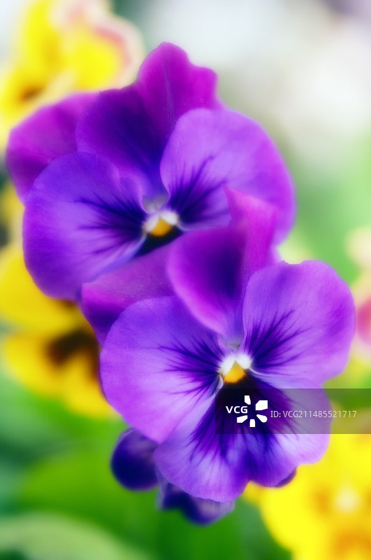 三色堇（维奥拉）图片素材