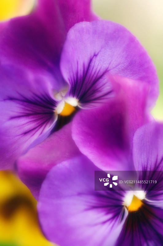 三色堇（维奥拉）图片素材