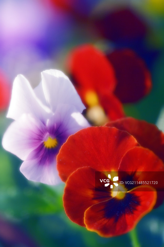 三色堇（维奥拉）图片素材