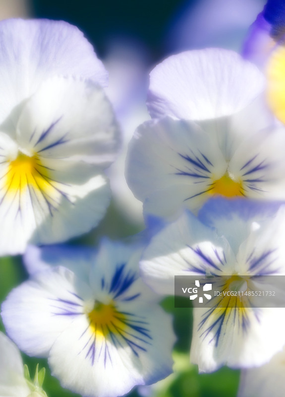 三色堇（维奥拉）图片素材