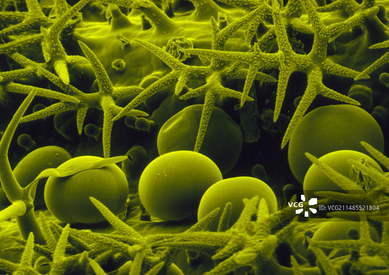 薰衣草花萼上的油腺图片素材