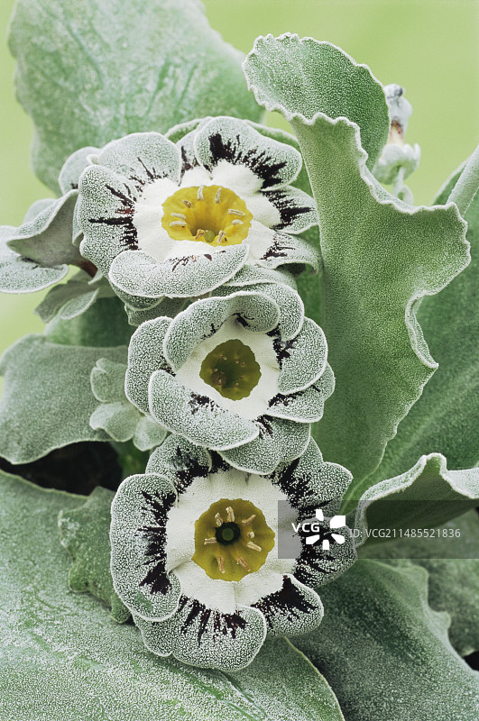 耳叶报春图片素材