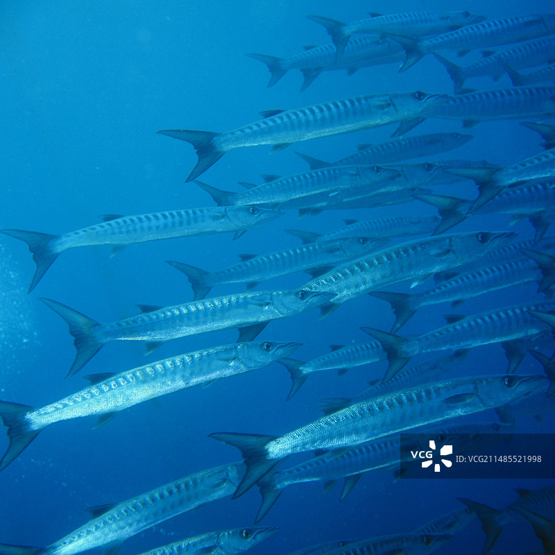 大金梭鱼群图片素材