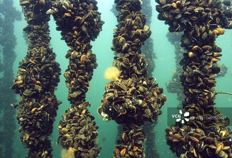 贻贝养殖图片素材