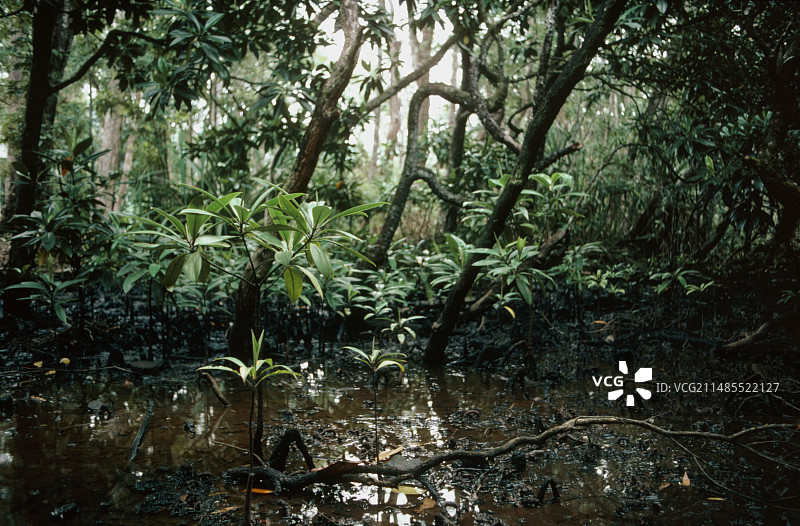 澳大利亚的红树林沼泽图片素材