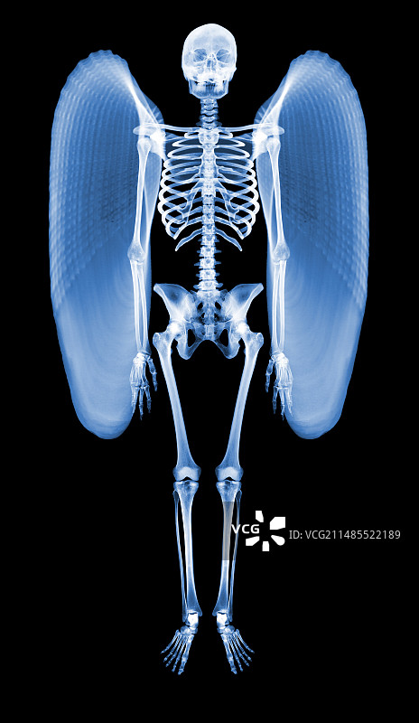 带翅膀的骷髅图片素材