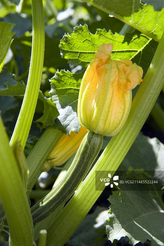 西葫芦（Cucurbita pepo）图片素材