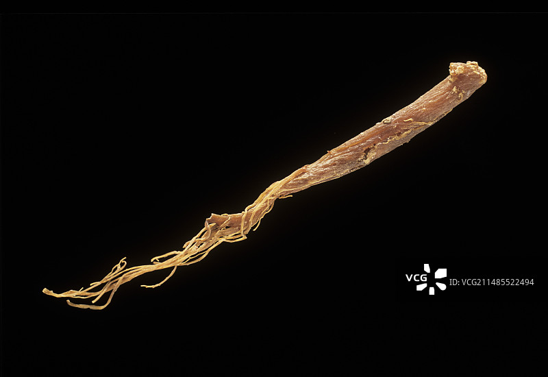 人参根图片素材