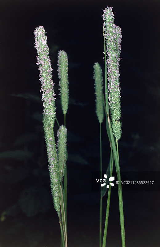 开花的梯牧草，猫尾草图片素材
