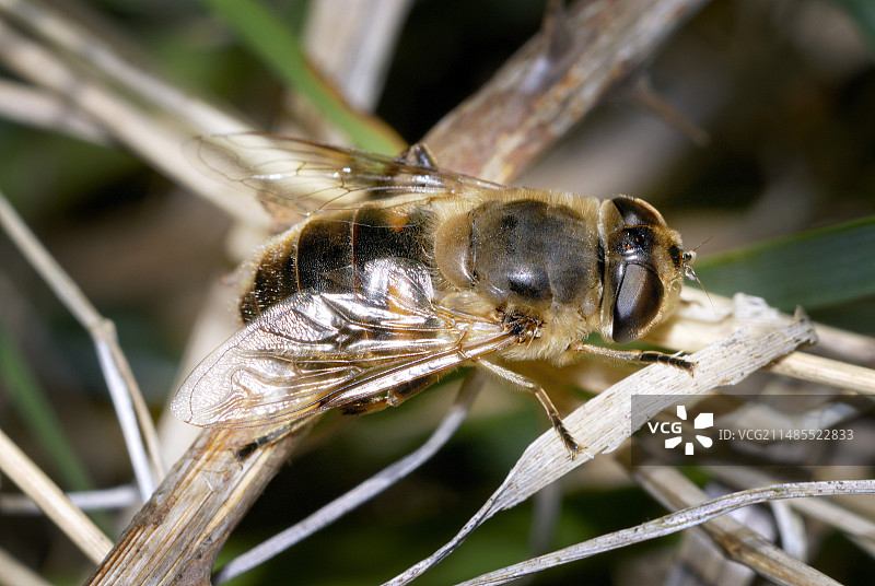 蜂蝇图片素材