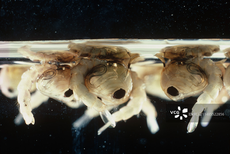 蚊子的蛹图片素材