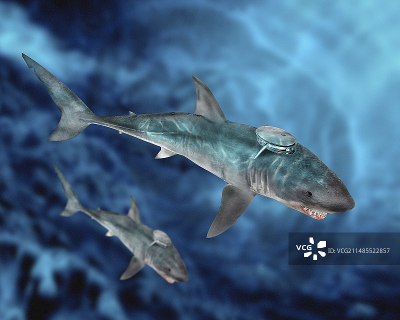军用鲨鱼图片素材
