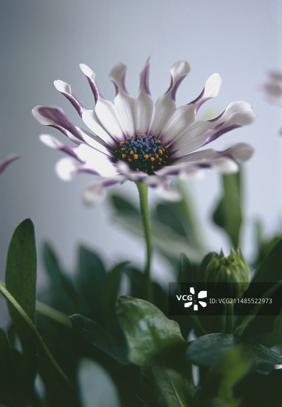 蓝目菊图片素材