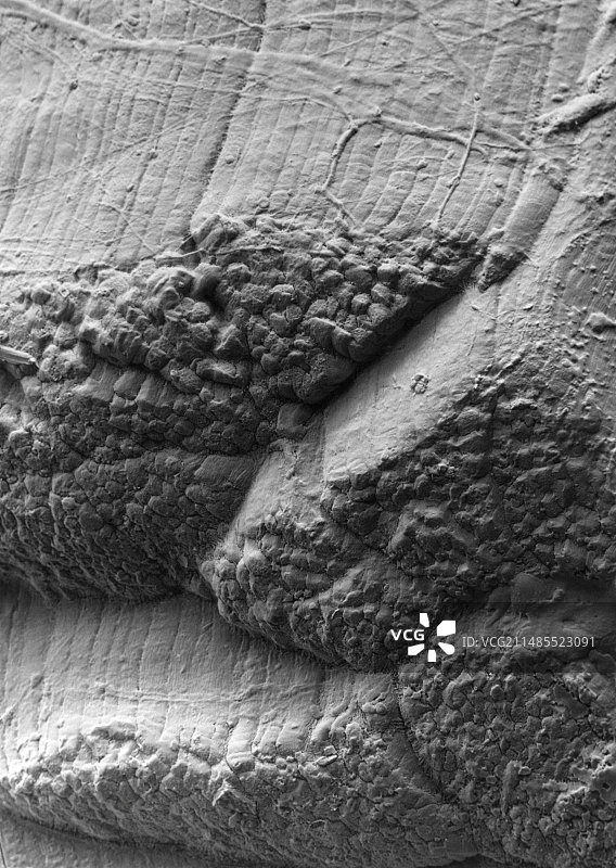 炖牛肉的扫描电镜图图片素材