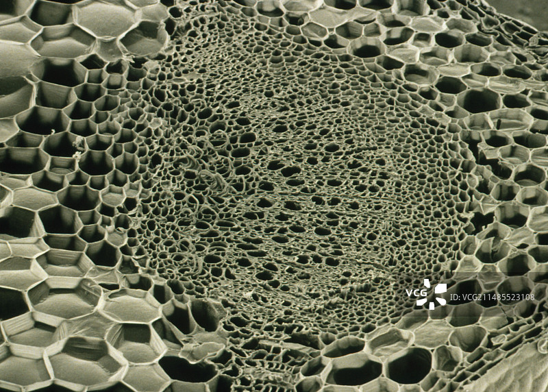 白色荨麻茎横截面图片素材