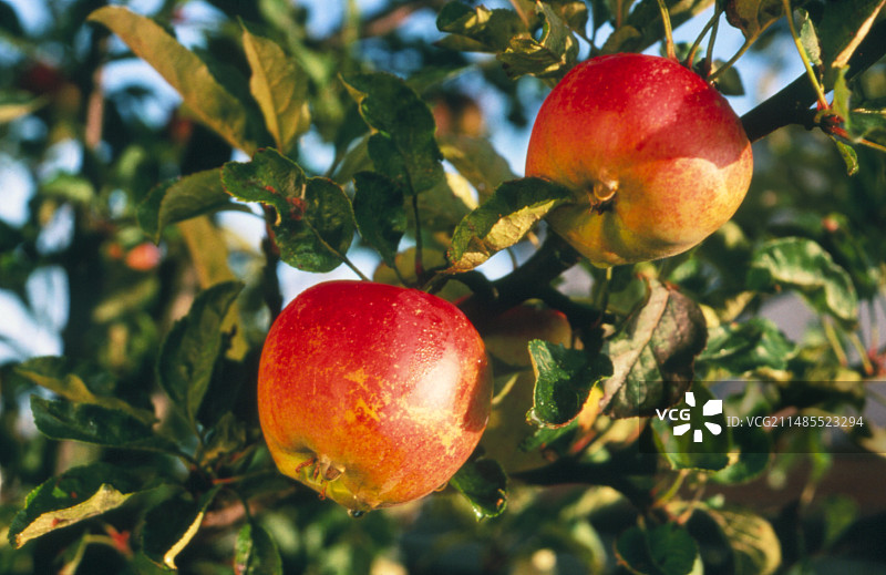 树上的成熟苹果图片素材