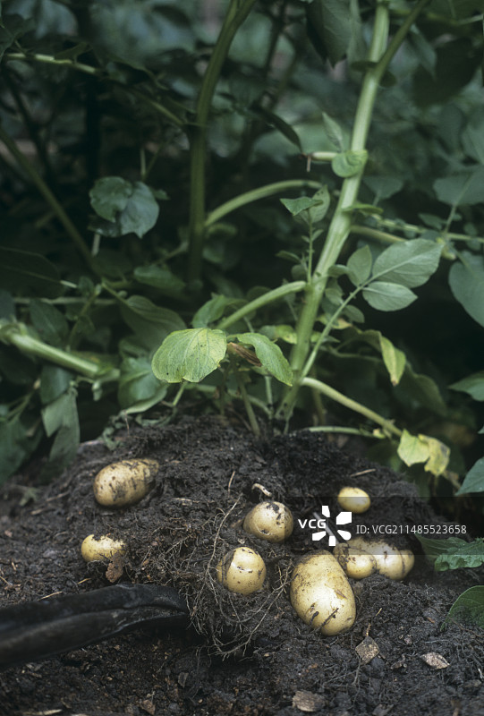 土豆（夏洛特）图片素材