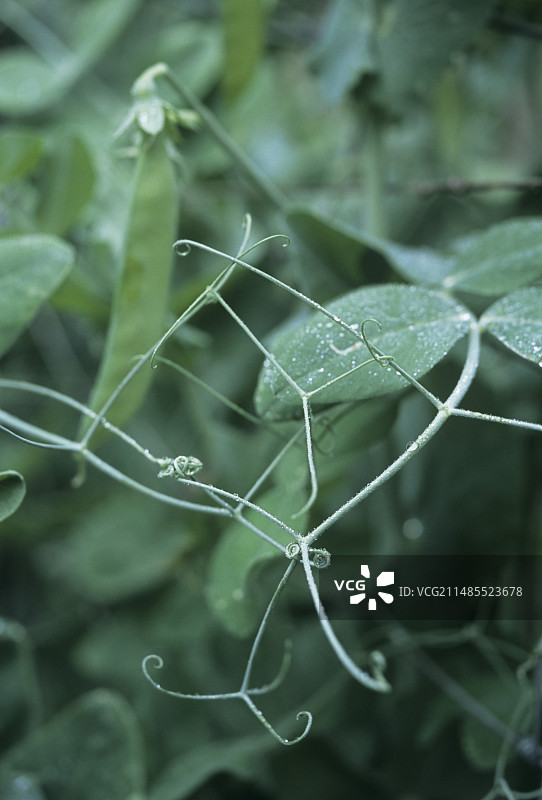 豌豆植物图片素材