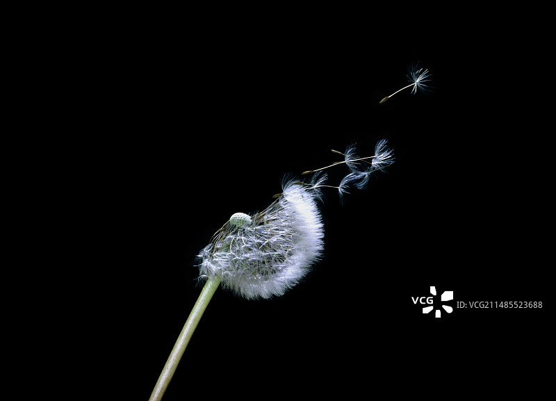 种子随风传播的高速照片图片素材